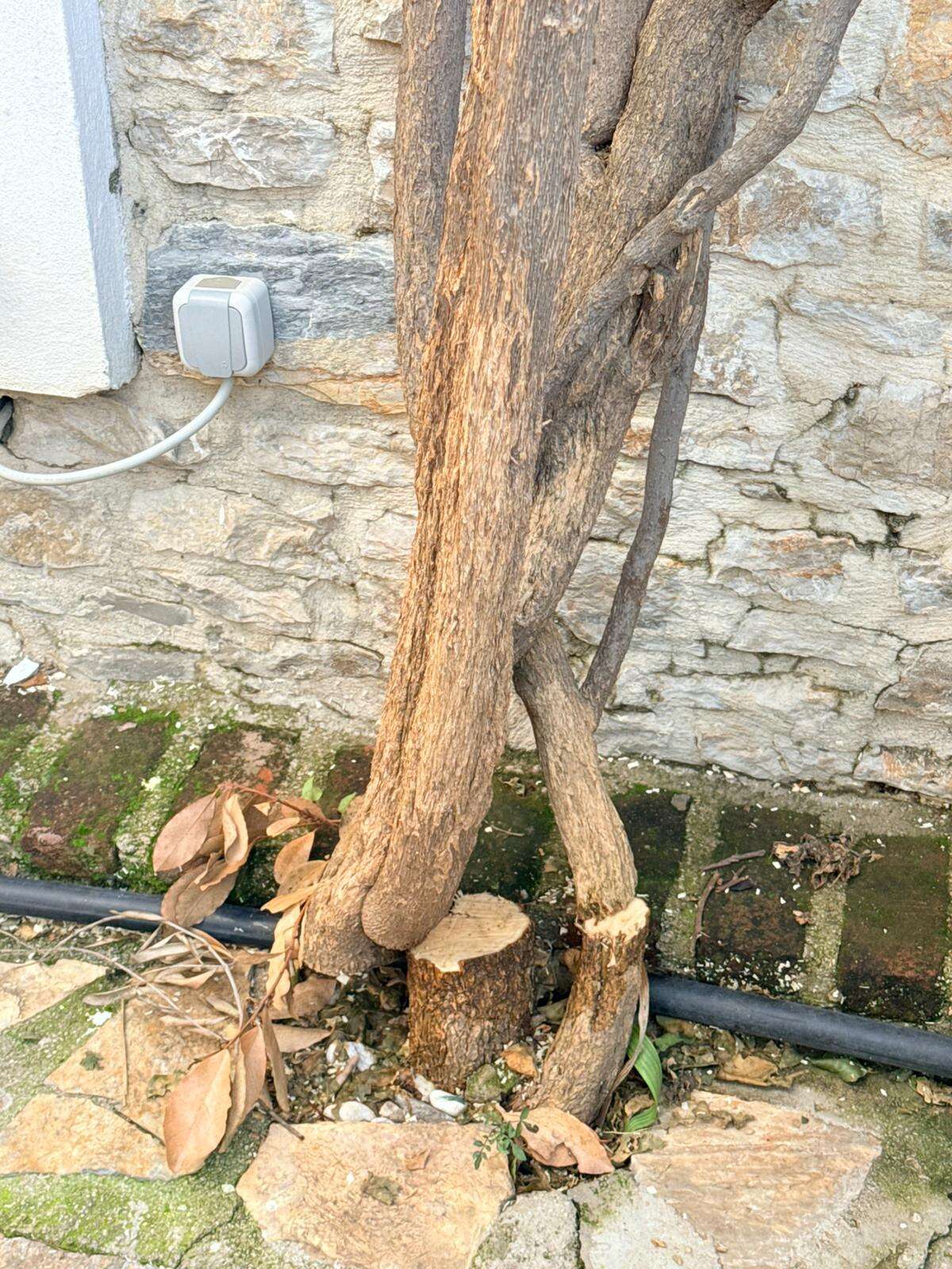 Eski Datça’nın Simgesine Balta Vuruldu! 6